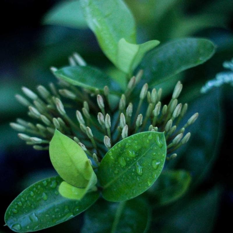 Escorredor de Louça Sobre Pia Compacto